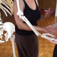 Stage d’anatomie pour le YOGA : dimanche 14 mai