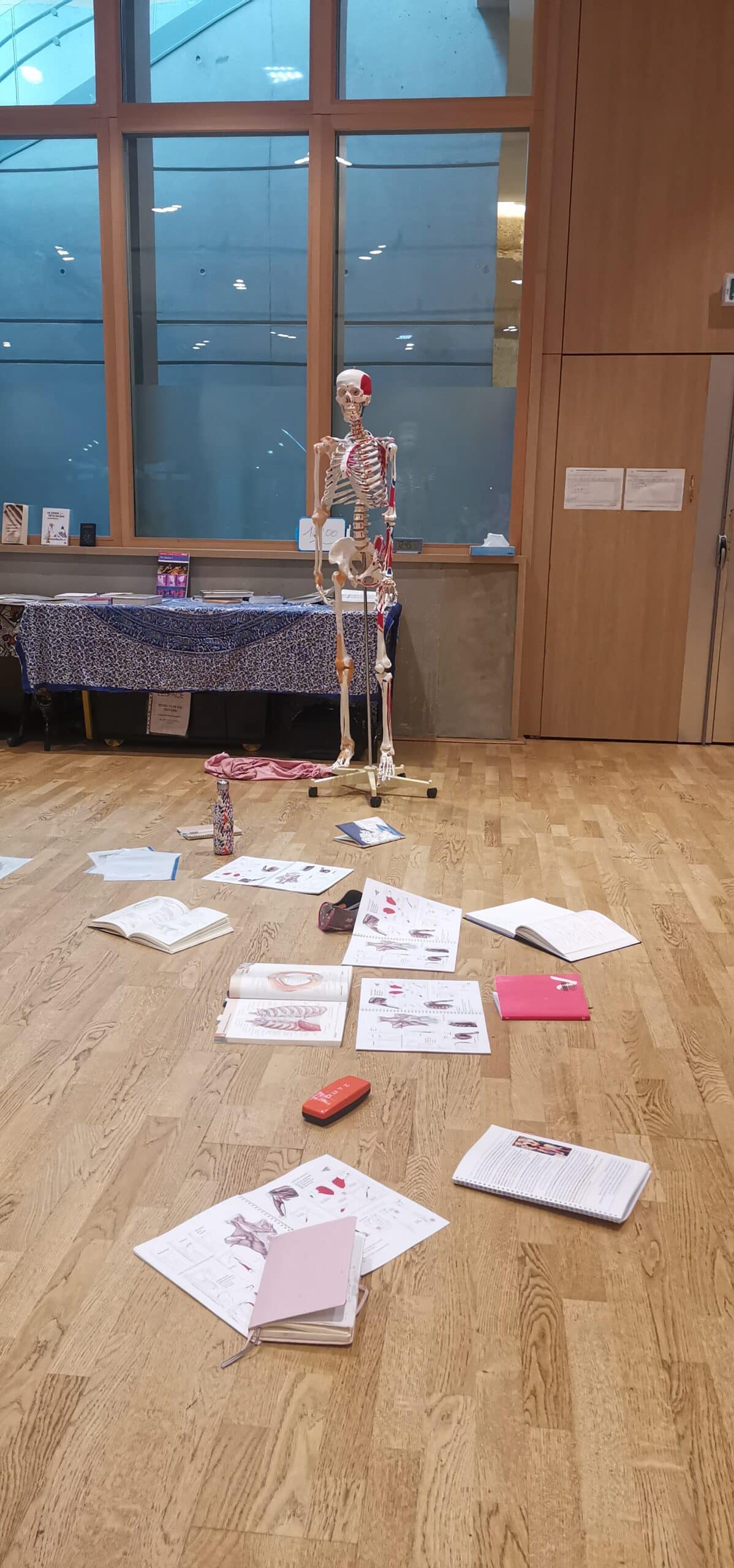 muscles squelette anatomie